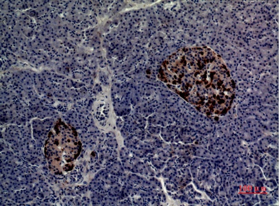 Fig.2. Immunohistochemical analysis of paraffin-embedded human-pancreas, antibody was diluted at 1:100.