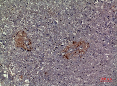 Fig.3. Immunohistochemical analysis of paraffin-embedded human-pancreas, antibody was diluted at 1:100.