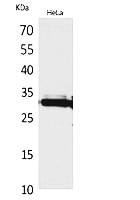 Fig.1. Western Blot analysis of hela cells using IL-33 Polyclonal Antibody. Secondary antibody (catalog#: A21020) was diluted at 1:20000.