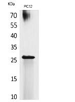 Fig.1. Western Blot analysis of PC12 cells using POLR3G Polyclonal Antibody. Secondary antibody (catalog#: A21020) was diluted at 1:20000.