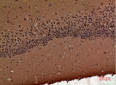 Fig.3. Immunohistochemical analysis of paraffin-embedded Mouse-brain, antibody was diluted at 1:100.