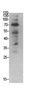Fig. Western Blot analysis of HepG2,  hela cells using Ub Polyclonal Antibody. Secondary antibody (catalog#: A21020) was diluted at 1:20000.