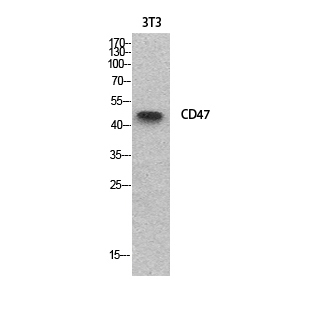 Fig.1. Western Blot analysis of NIH-3T3 cells using CD47 Polyclonal Antibody. Secondary antibody (catalog#: A21020) was diluted at 1:20000.