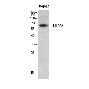 Fig.1. Western Blot analysis of HepG2 cells using CD85c Polyclonal Antibody. Secondary antibody (catalog#: A21020) was diluted at 1:20000.