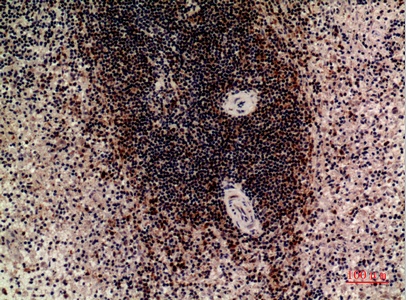 Fig.2. Immunohistochemical analysis of paraffin-embedded human-spleen, antibody was diluted at 1:100.