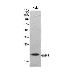 Fig.1. Western Blot analysis of hela cells using GMF-β Polyclonal Antibody. Secondary antibody (catalog#: A21020) was diluted at 1:20000.
