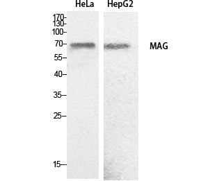 Fig. Western Blot analysis of hela, HepG2 cells using MAG Polyclonal Antibody. Secondary antibody (catalog#: A21020) was diluted at 1:20000.