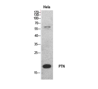 Fig.1. Western Blot analysis of hela cells using PTN Polyclonal Antibody. Secondary antibody (catalog#: A21020) was diluted at 1:20000.