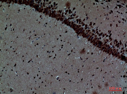 Fig.4. Immunohistochemical analysis of paraffin-embedded Mouse-brain, antibody was diluted at 1:100.