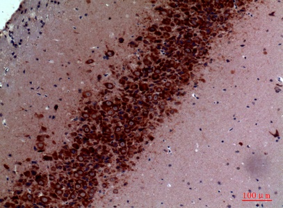 Fig.4. Immunohistochemical analysis of paraffin-embedded Mouse-brain, antibody was diluted at 1:100.