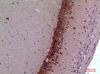 Fig.5. Immunohistochemical analysis of paraffin-embedded Mouse-brain, antibody was diluted at 1:100.