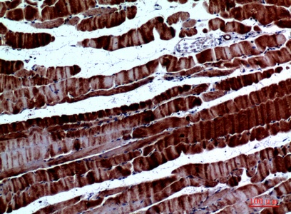 Fig.2. Immunohistochemical analysis of paraffin-embedded Mouse-muscle, antibody was diluted at 1:100.