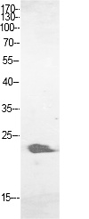 Fig.1. Western Blot analysis of HBE cells using ALR Polyclonal Antibody. Secondary antibody (catalog#: A21020) was diluted at 1:20000.