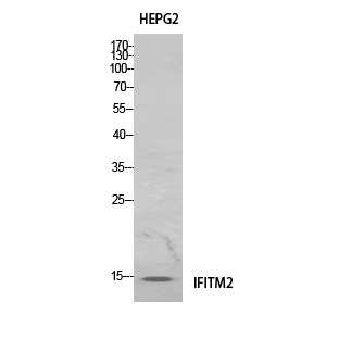 Fig. Western Blot analysis of hela cells using IFITM2 Polyclonal Antibody. Antibody was diluted at 1:1000. Secondary antibody (catalog#: A21020) was diluted at 1:20000.