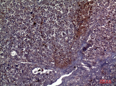 Fig.2. Immunohistochemical analysis of paraffin-embedded human-pancreas, antibody was diluted at 1:100.