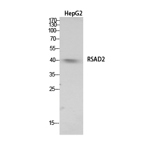 Fig.1. Western Blot analysis of HepG2 cells using RSAD2 Polyclonal Antibody. Secondary antibody (catalog#: A21020) was diluted at 1:20000.