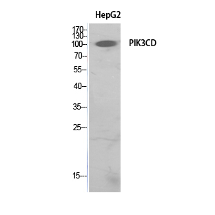 Fig.1. Western Blot analysis of HepG2 cells using PI 3-Kinase p110δ Polyclonal Antibody. Secondary antibody (catalog#: A21020) was diluted at 1:20000.