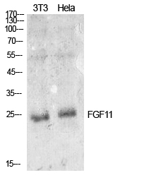 Fig. Western Blot analysis of NIH-3T3, hela cells using FGF-11 Polyclonal Antibody. Secondary antibody (catalog#: A21020) was diluted at 1:20000.
