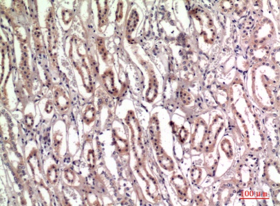 Fig.2. Immunohistochemical analysis of paraffin-embedded human-kidney, antibody was diluted at 1:100.