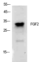 Fig.1. Western Blot analysis of K562 cells using FGF-2 Polyclonal Antibody. Secondary antibody (catalog#: A21020) was diluted at 1:20000.