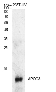 Fig.1. Western Blot analysis of 293T-UV cells using ApoC-III Polyclonal Antibody. Antibody was diluted at 1:500. Secondary antibody (catalog#: A21020) was diluted at 1:20000.