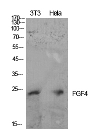 Fig. Western Blot analysis of NIH-3T3, hela cells using FGF-4 Polyclonal Antibody. Secondary antibody (catalog#: A21020) was diluted at 1:20000.