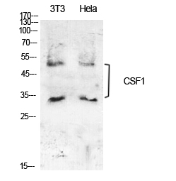 Fig.1. Western Blot analysis of NIH-3T3, hela cells using M-CSF Polyclonal Antibody. Secondary antibody (catalog#: A21020) was diluted at 1:20000.