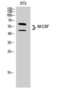 Fig.2. Western Blot analysis of 3T3 cells using M-CSF Polyclonal Antibody. Secondary antibody (catalog#: A21020) was diluted at 1:20000.