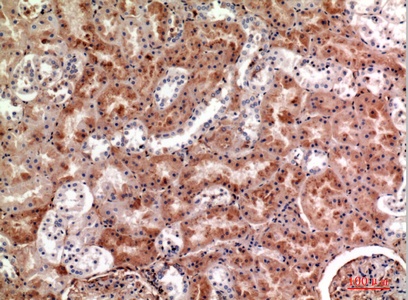 Fig.4. Immunohistochemical analysis of paraffin-embedded human-kidney, antibody was diluted at 1:100.