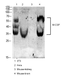 Fig.6. Western blot analysis of various cell Lysate, antibody was diluted at 1:1000. Secondary antibody (catalog#: A21020) was diluted at 1:20000.