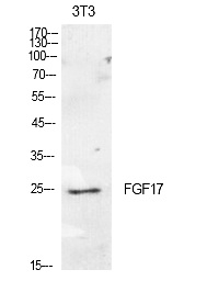 Fig.1. Western Blot analysis of NIH-3T3 cells using FGF-17 Polyclonal Antibody. Secondary antibody (catalog#: A21020) was diluted at 1:20000.