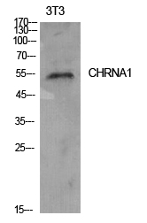 Fig. Western Blot analysis of NIH-3T3 cells using AChRα1 Polyclonal Antibody. Secondary antibody (catalog#: A21020) was diluted at 1:20000.