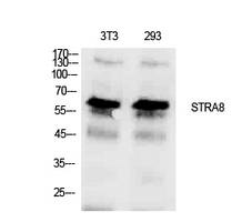 Fig. Western Blot analysis of NIH-3T3, 293 cells using Stra8 Polyclonal Antibody. Antibody was diluted at 1:1000. Secondary antibody (catalog#: A21020) was diluted at 1:20000.