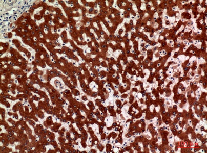 Fig.2. Immunohistochemical analysis of paraffin-embedded human-liver, antibody was diluted at 1:100.