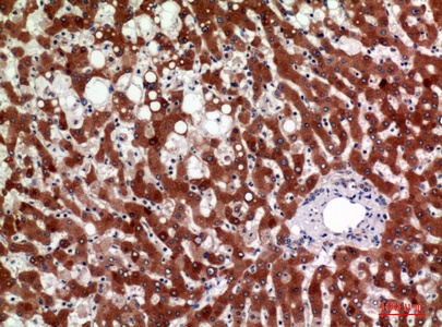 Fig.3. Immunohistochemical analysis of paraffin-embedded human-liver, antibody was diluted at 1:100.