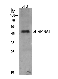 Fig.1. Western Blot analysis of NIH-3T3 cells using AAT Polyclonal Antibody. Secondary antibody (catalog#: A21020) was diluted at 1:20000.