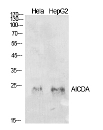 Fig.1. Western Blot analysis of hela, HepG2 cells using AID Polyclonal Antibody. Secondary antibody (catalog#: A21020) was diluted at 1:20000.