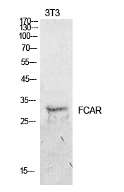 Fig.1. Western Blot analysis of NIH-3T3 cells using CD89 Polyclonal Antibody. Secondary antibody (catalog#: A21020) was diluted at 1:20000.