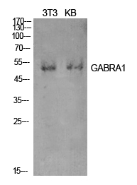 Fig.1. Western Blot analysis of NIH-3T3, KB cells using GABAA Rα1 Polyclonal Antibody. Secondary antibody (catalog#: A21020) was diluted at 1:20000.