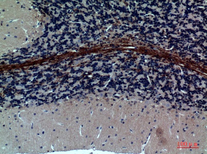 Fig.3. Immunohistochemical analysis of paraffin-embedded rat-brain, antibody was diluted at 1:100.