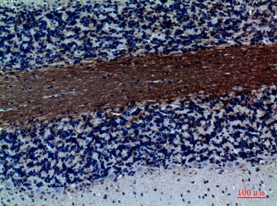 Fig.4. Immunohistochemical analysis of paraffin-embedded rat-brain, antibody was diluted at 1:100.