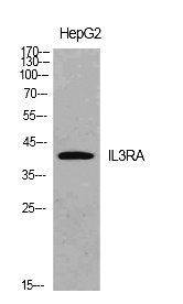 Fig. Western Blot analysis of HepG2 cells using IL-3Rα Polyclonal Antibody. Secondary antibody (catalog#: A21020) was diluted at 1:20000.