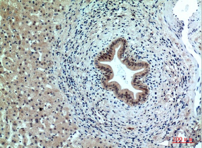 Fig.2. Immunohistochemical analysis of paraffin-embedded human-liver, antibody was diluted at 1:100.