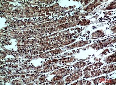 Fig.3. Immunohistochemical analysis of paraffin-embedded human-stomach, antibody was diluted at 1:100.