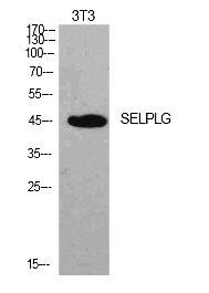 Fig.1. Western Blot analysis of NIH-3T3 cells using PSGL-1 Polyclonal Antibody. Secondary antibody (catalog#: A21020) was diluted at 1:20000.