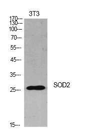 Fig. Western Blot analysis of NIH-3T3 cells using SOD-2 Polyclonal Antibody. Secondary antibody (catalog#: A21020) was diluted at 1:20000.