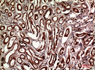 Fig.2. Immunohistochemical analysis of paraffin-embedded human-kidney, antibody was diluted at 1:100.