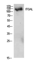 Fig. Western Blot analysis of 293 cells using Integrin αL Polyclonal Antibody. Secondary antibody (catalog#: A21020) was diluted at 1:20000.