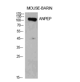 Fig.1. Western Blot analysis of Mouse brain cells using CD13 Polyclonal Antibody. Antibody was diluted at 1:1000. Secondary antibody (catalog#: A21020) was diluted at 1:20000.