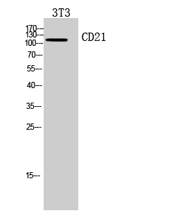 Fig.2. Western Blot analysis of 3T3 cells using CD21 Polyclonal Antibody. Secondary antibody (catalog#: A21020) was diluted at 1:20000.